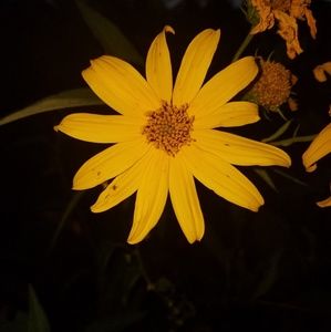 Meet your Posher, Juliana